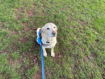 Labrador at parkrun 