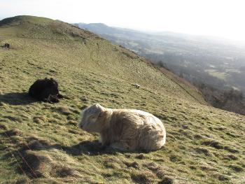 Cattle on Malvern hills
