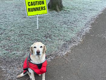 Flossie the Lab marshalling at parkrun 