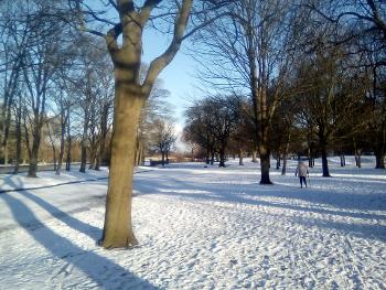 snow in park 