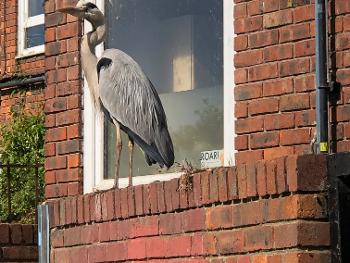Heron on garden wall