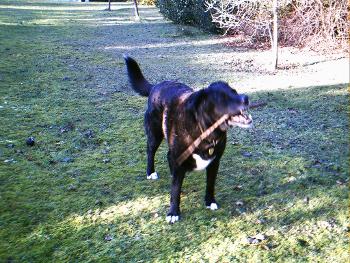 Labrador cross dog with stick in mouth, in a wintry garden
