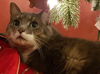 Grey cat under Christmas tree gazing at an ornament on the tree