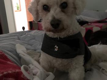 This is my Charlie a bichon frise, he’s 14 1/2 tomorrow and he’s still going