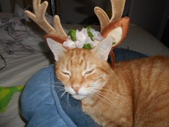 Kitty deer