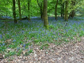 Bluebells at Banstead Woods
