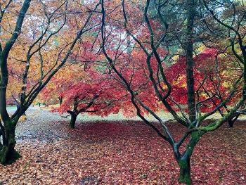 Autumn trees