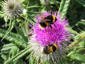 Bees on a thistle