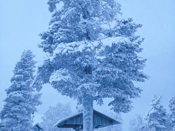 Picture of snow covered tree
