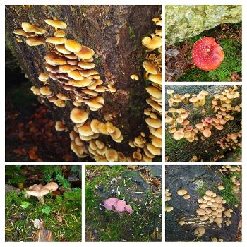 Collage of pictures of different fungi.