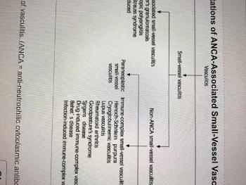 Vasculitis family / hierarchy / relationships
