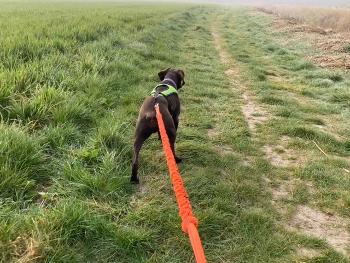 Dog on a lead in a field