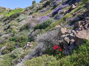 Greek spring wildflowers on a slope