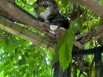 Tabby cat lying in wait in wisteria