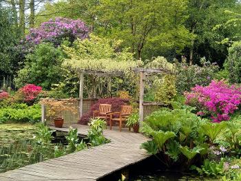 Water garden with purple rhodendrons and seats under a canopy covered in wisteria.