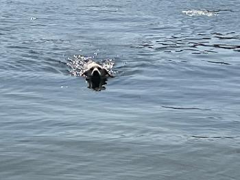 Flossie the dog swimming 