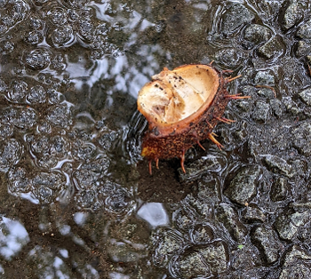 A horse chestnut shell in a puddle
