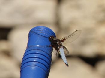 Dragonfly on brush handle.