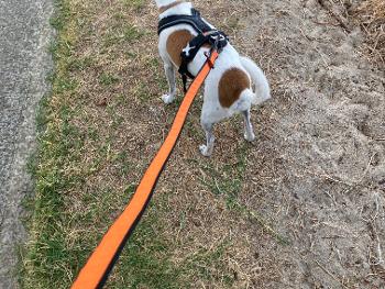 5 miler today with Basil ❤️🏃‍♀️