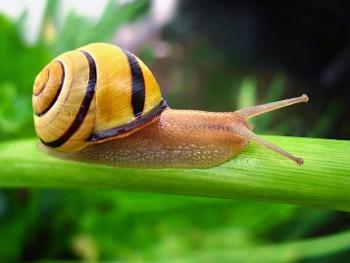 Floss's yellow Snail! 