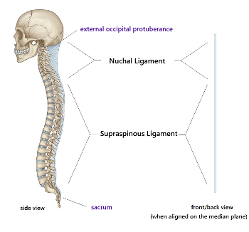 nuchal & supraspinous ligaments.  Midline, head to tail at the back of the body.
