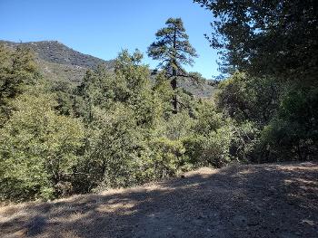 Mountains and trees in the San Jacinto Mts.