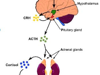 A diagram showing the hypothalamus, pituitary and adrenal glands forming the HPA axis.