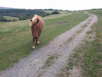 OK, the horse doesn't look very scary in this picture, but...