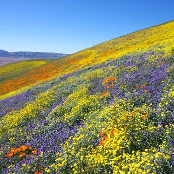 California super bloom