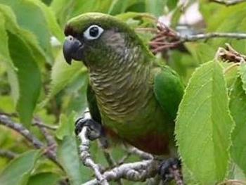Green-cheeked parakeet.