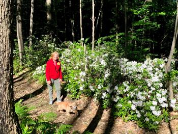 Mountain laurel in bloom! Our dog happy to have us back!