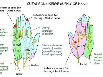 Hand nerve map 