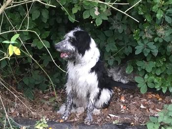 Muddy dog Jack! 