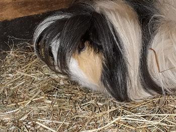 Moby the Guinea pig, 