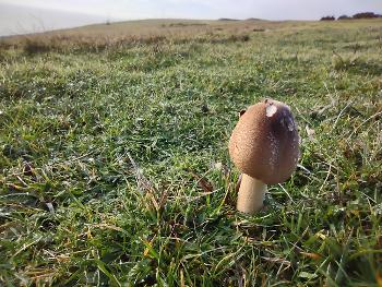 Small mushroom on Tennyson Down

