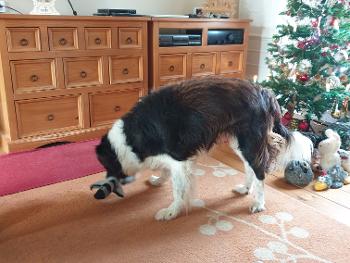 Christmas Collie 