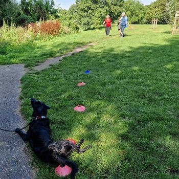 Dog helping with cones in the park