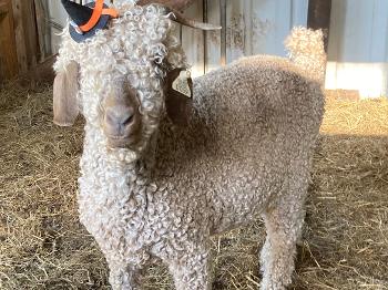 A creamy colored Angora goat wearing a witches hat