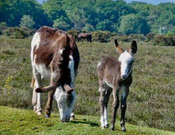 Donkey foal, just one day old.