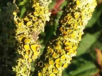 golden lichen on a twig