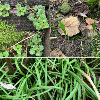 L: young nettle leaves
R: wild garlic shoots in soil
Bottom: 3 cornered leek leaves