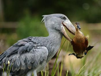 Shoebill Stork escorting a duck out of his path.