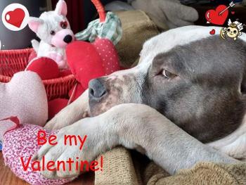 Brown  n white Mastiff dog with chin on couch looks out window. Words say be my valentine