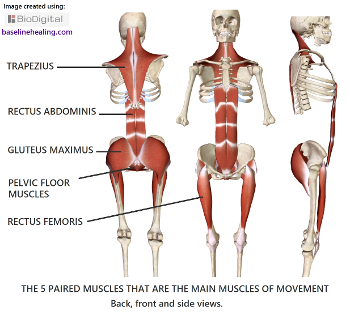 5 main muscles. pelvic floor, rectus abdominis, gluteus maximus, rectus femoris, trapezius