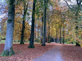 Autumn trees