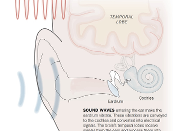 Brief descriptive explanation of the Microwave Auditory Effect. 