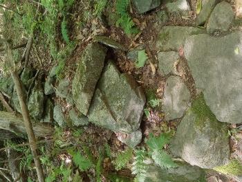 Stone wall in woods