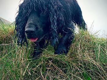 Dog crouching on grassy bank