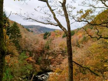 Autumnal woods in beautiful valley with many shades of gold and red