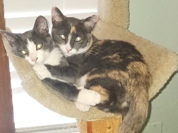 Grey and white kitty(Tilly) hugging calico kitty (franny)